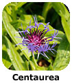 Centaurea